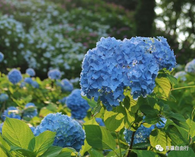 BG真人平台：这季节莫过于紫阳花开了！（关东篇）(图1)