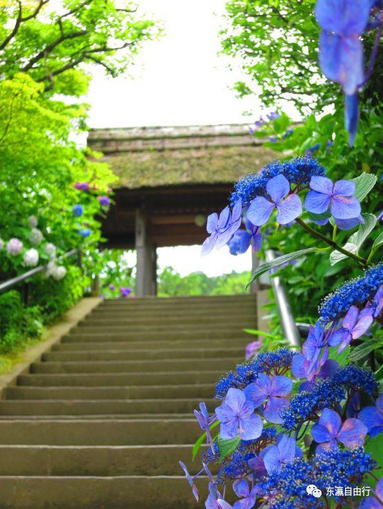 BG真人平台：这季节莫过于紫阳花开了！（关东篇）(图2)