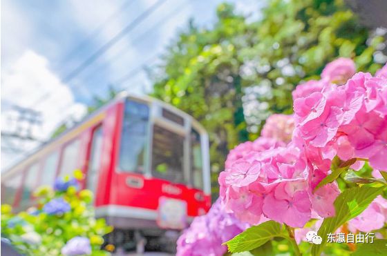 BG真人平台：这季节莫过于紫阳花开了！（关东篇）(图4)