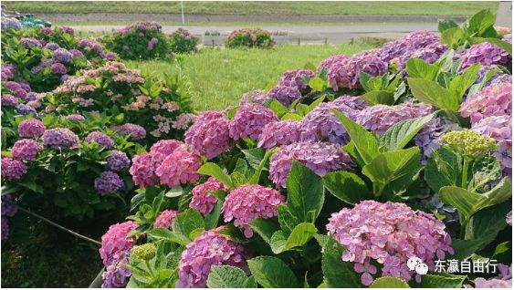 BG真人平台：这季节莫过于紫阳花开了！（关东篇）(图6)