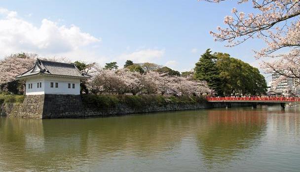 BG真人平台：别再来日本看樱花了日本紫阳花与樱花相比毫不逊色！(图5)